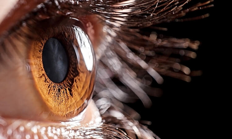 Cornea Close Up